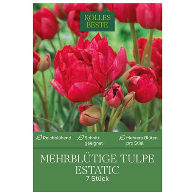 mehrblütige Tulpen 'Estatic', bordeauxrot, Größe 11/12, 7 Blumenzwiebeln mehrblütige Tulpen 'Estatic', bordeauxrot, Größe 11/12, 7 Blumenzwiebeln