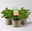 Duftgeranie 'Freshfruity® Orange Fresh', Topf-Ø 12 cm, 3 Pflanzen Duftgeranie 'Freshfruity® Orange Fresh', Topf-Ø 12 cm, 3 Pflanzen