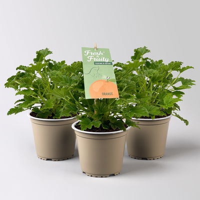 Duftgeranie 'Freshfruity® Orange Fresh', Topf-Ø 12 cm, 3 Pflanzen