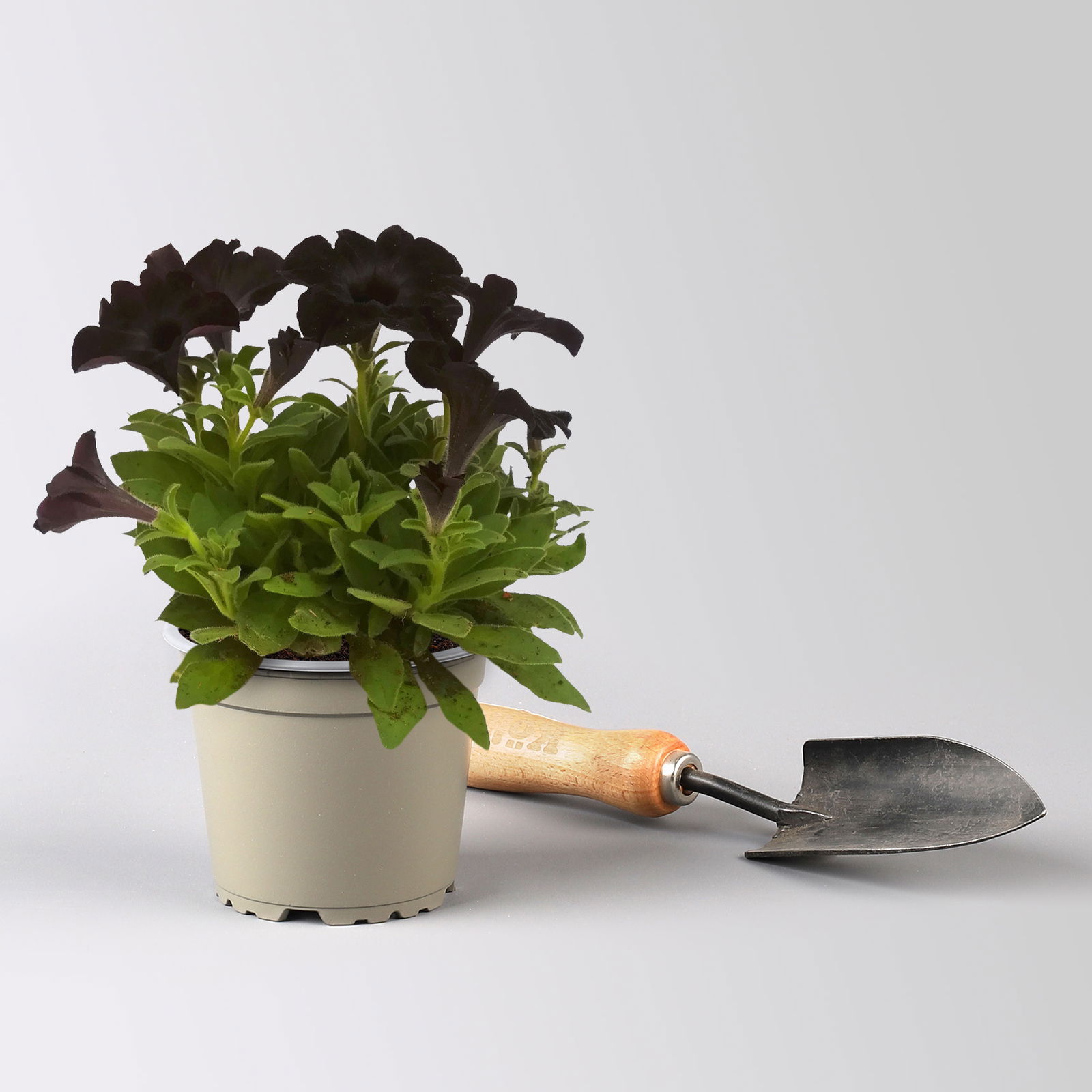 Pflanzenkreation 'WM-Edition', 6 Pflanzen inkl. Erde und Dünger Pflanzenkreation 'WM-Edition', 6 Pflanzen inkl. Erde und Dünger