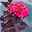 Hortensie 'Daredevil' (´JPD 01´)Ⓢ, rosa, 3er-Set, Höhe 30-40 cm, Topf 5 Liter
