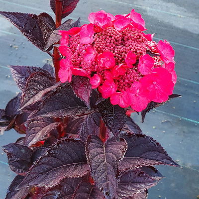 Hortensie 'Daredevil' (´JPD 01´)Ⓢ, rosa, 3er-Set, Höhe 30-40 cm, Topf 5 Liter Hortensie 'Daredevil' (´JPD 01´)Ⓢ, rosa, 3er-Set, Höhe 30-40 cm, Topf 5 Liter