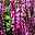Steppen-Salbei 'New Dimension Rose' rosa-violett, 3 Liter Topf
