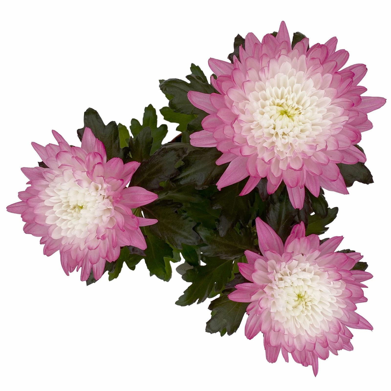 Chrysantheme 'Zembla Make-Upz® Uno Mix, Farben zufällig, Topf-Ø 13 cm, 3er-Set