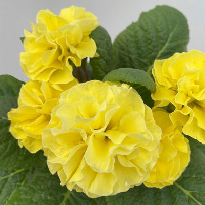 Primel 'PomPom', gelb, gefüllt, Topf-Ø 12 cm, 6 Pflanzen