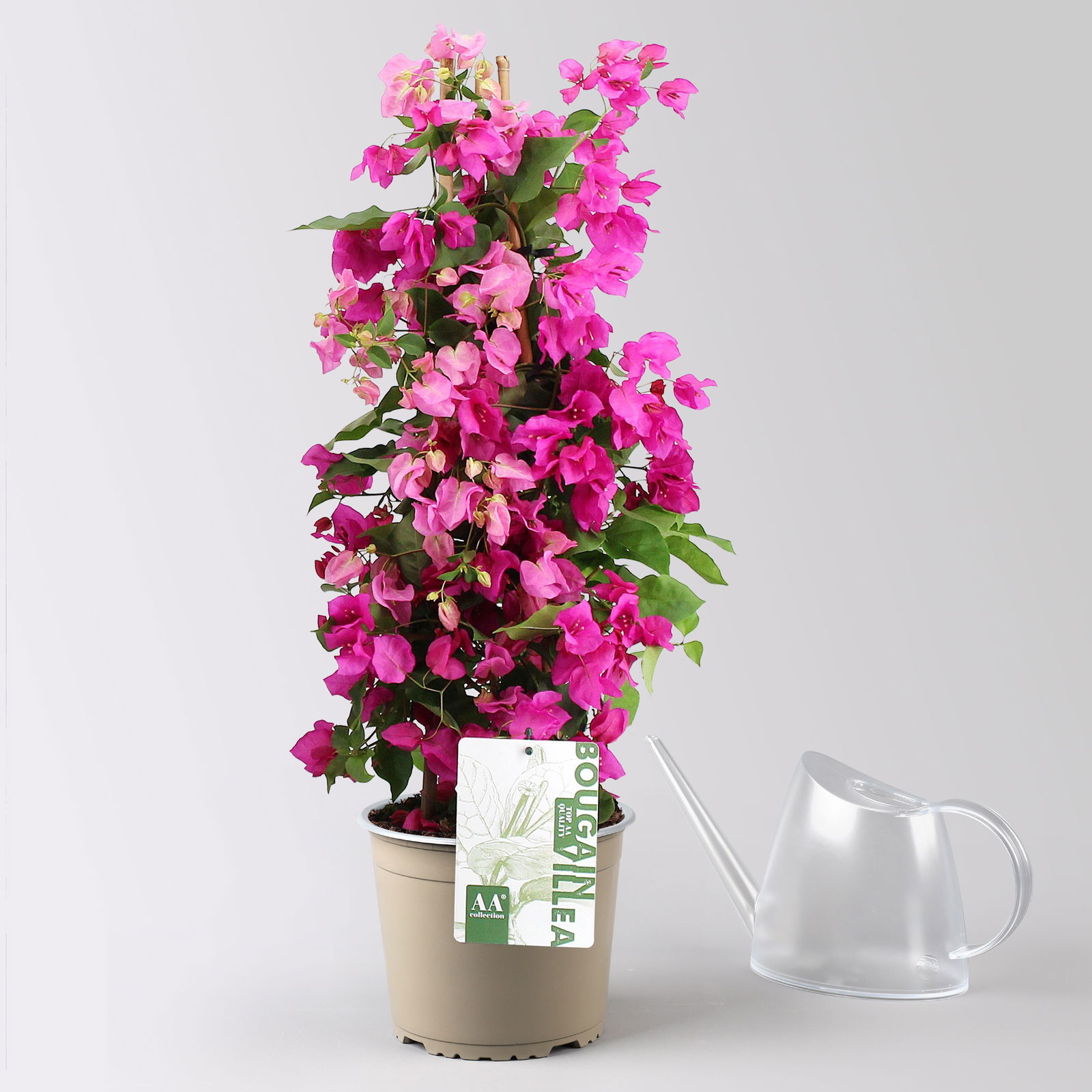 Bougainvillea, Pyramide Duo, Farben zufällig, Topf-Ø 19 cm, Höhe ca. 60-70 cm