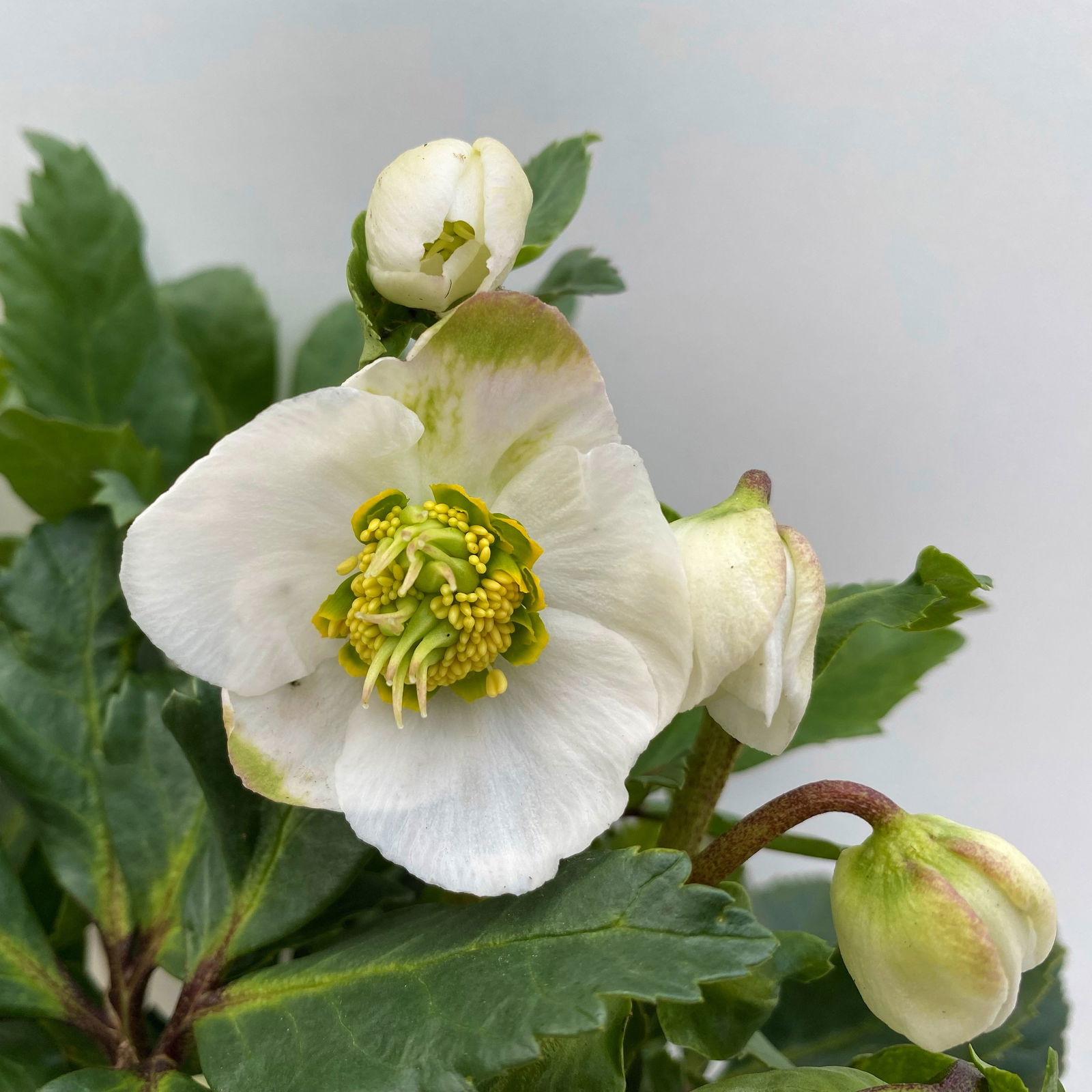 Christrose 'Praecox' weiß, Topf-Ø 13 cm, 2er-Set
