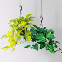 Grünpflanzen-Set Episches-Duo, Hängeampel-Ø 15 cm, 2 Pflanzen