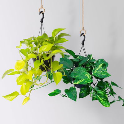 Grünpflanzen-Set Episches-Duo, Hängeampel-Ø 15 cm, 2 Pflanzen