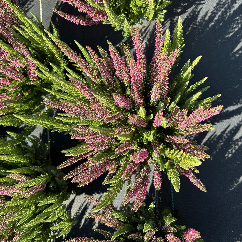 Calluna 'Beauty Ladies® Mintberry', rot/lila mit mint, Topf-Ø 13 cm, 3 Pflanzen