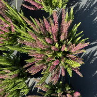 Calluna 'Beauty Ladies® Mintberry', rot/lila mit mint, Topf-Ø 13 cm, 3 Pflanzen
