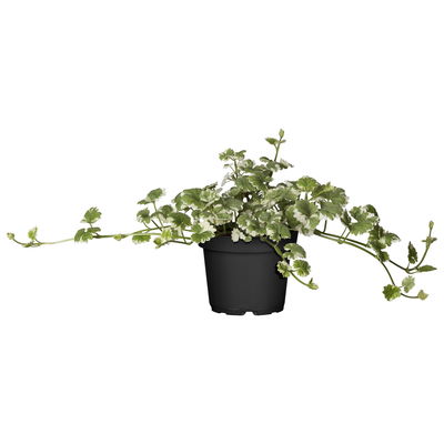 Weißbunter Gundermann 'Variegata' grün-weiß, Topf-Ø 12 cm, 6er-Set