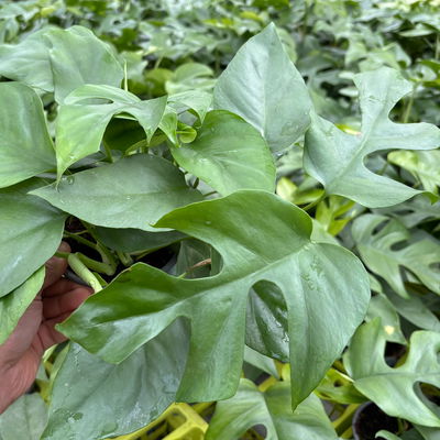 Rhaphidophora tetrasperma, Topf-Ø 12 cm, Höhe ca. 35 cm