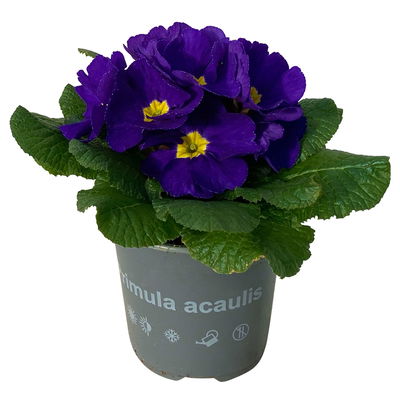 Primel blau, Topf-Ø 10,5 cm, 8 Pflanzen Primel blau, Topf-Ø 10,5 cm, 8 Pflanzen