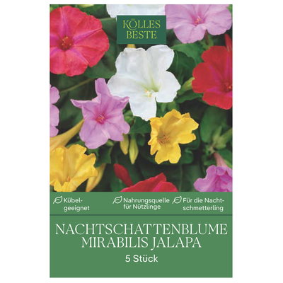 Kölles Beste Wunderblume Mirabilis Jalapa, Mischung, Größe 1, 5 Blumenknollen