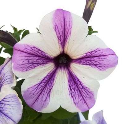 Petunie 'Sweetunia® Starfish' flieder-weiß, hängend, Topf-Ø 13 cm, 6 Pflanzen