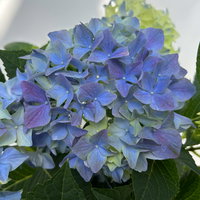 Hortensie 'Everlast Blue', Topf-Ø 14 cm, H: 40 cm, 2 Pflanzen