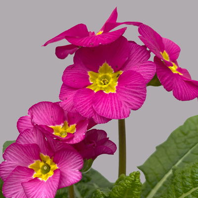 Hohe Schlüsselblume 'Inara® Pink', pink, Topf-Ø 13 cm, 6 Pflanzen Hohe Schlüsselblume 'Inara® Pink', pink, Topf-Ø 13 cm, 6 Pflanzen