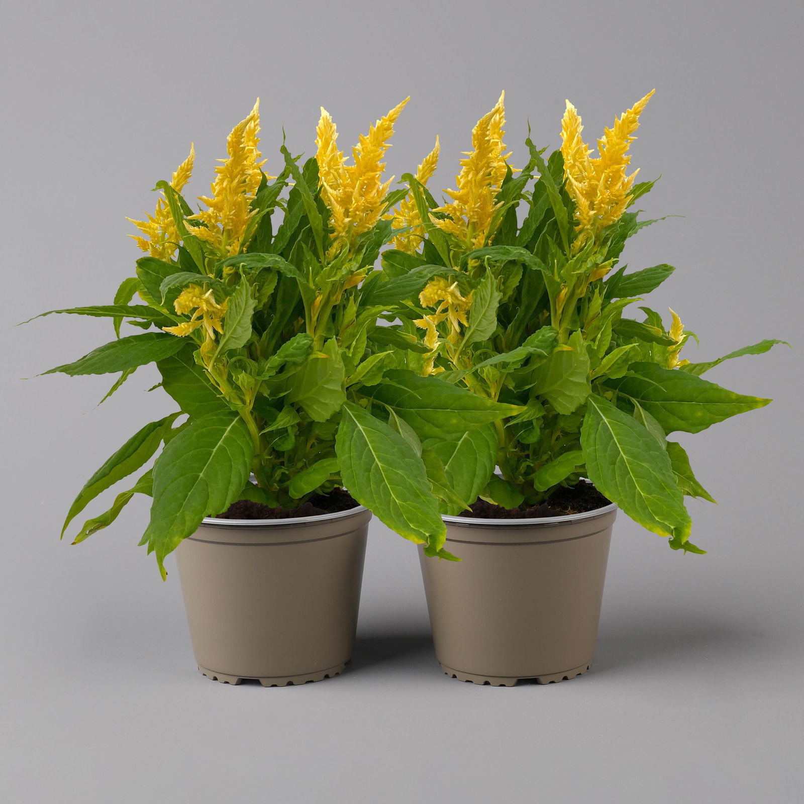 Celosia 'Kelos Fire Yellow' gelb. Topf-Ø 17 cm, 2er-Set