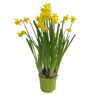 Narzisse 'Tête-à-Tête', gelb, vorgetrieben, Topf-Ø 12 cm, 6 Pflanzen