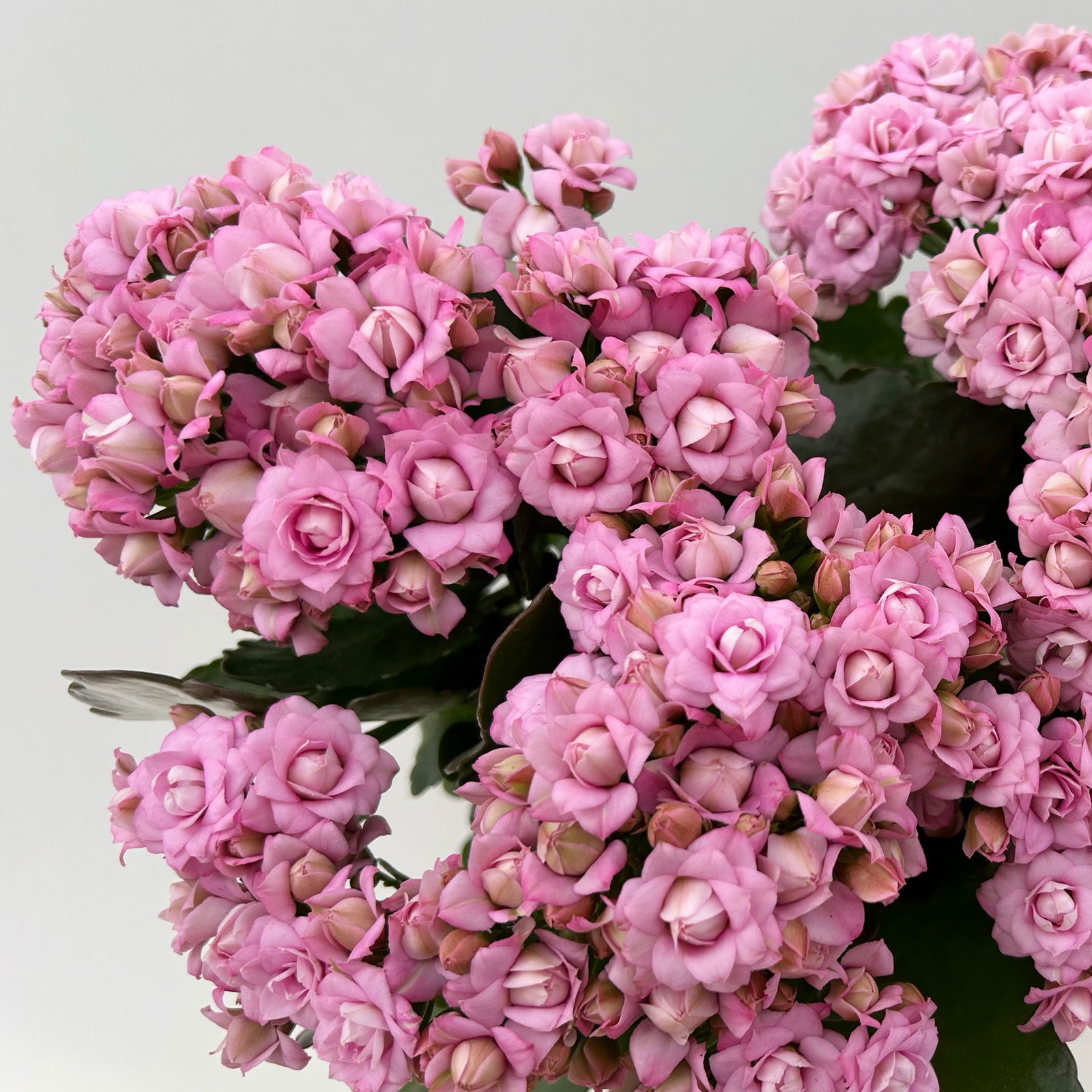 Kalanchoe 'Queen'®, rosa, Topf-Ø 14 cm, 3 Pflanzen