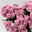 Kalanchoe 'Queen'®, rosa, Topf-Ø 14 cm, 3 Pflanzen
