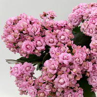 Kalanchoe 'Queen'®, rosa, Topf-Ø 14 cm, 3 Pflanzen