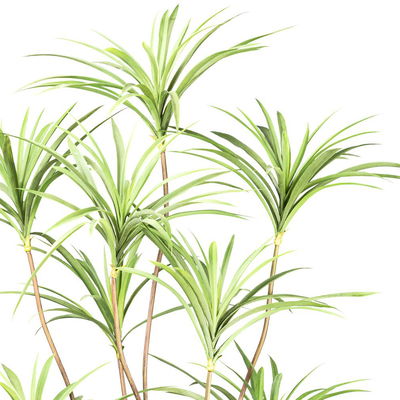 Kunstpflanze Dracaena, Höhe ca. 180 cm Kunstpflanze Dracaena, Höhe ca. 180 cm