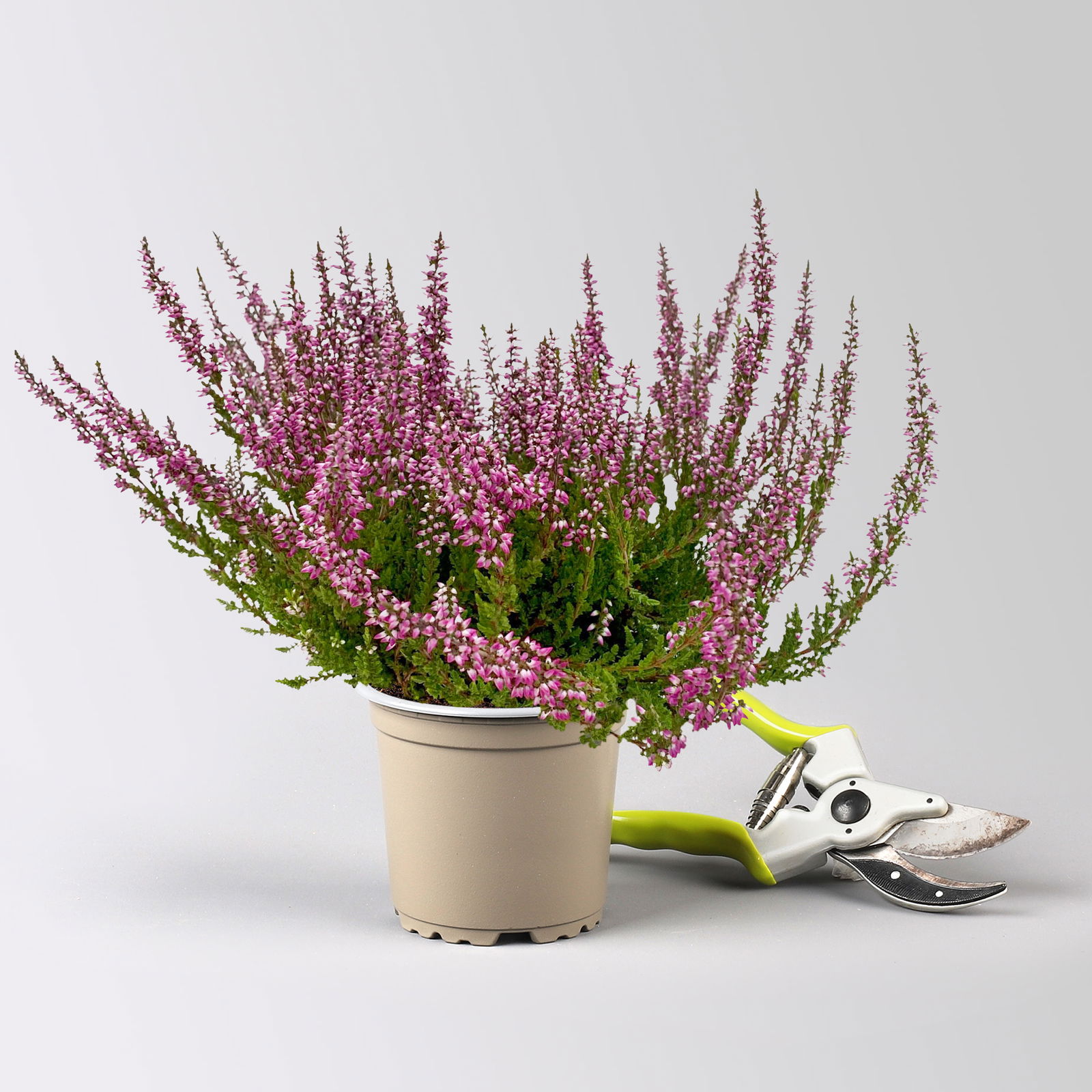Knospenheide, rosa, Topf-Ø 10,5/11 cm, 8 Pflanzen