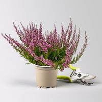 Knospenheide, rosa, Topf-Ø 10,5/11 cm, 8 Pflanzen