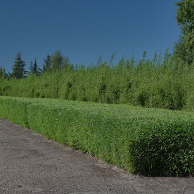 Kleiner Formschnittbambus 'Moontears'® EU-S - Kugel, Topf 7,5 Liter, 2 Stück