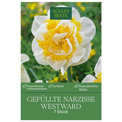 Gefüllte Narzissen 'Westward', weißgelb, Größe 12/14, 7 Blumenzwiebeln
