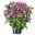 Kölle's Beste Indianernessel 'Balmy Lilac' violett, 3 Liter Topf