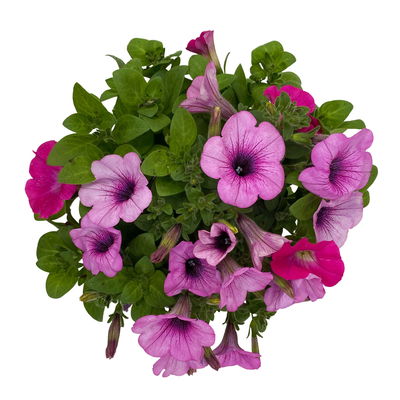 Petunien 'Duo' rosa & pink, hängend, Topf-Ø 14 cm, 4er-Set