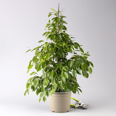 Birkenfeige 'Golden King', Topf-Ø 21 cm, Höhe ca. 110 cm Birkenfeige 'Golden King', Topf-Ø 21 cm, Höhe ca. 110 cm