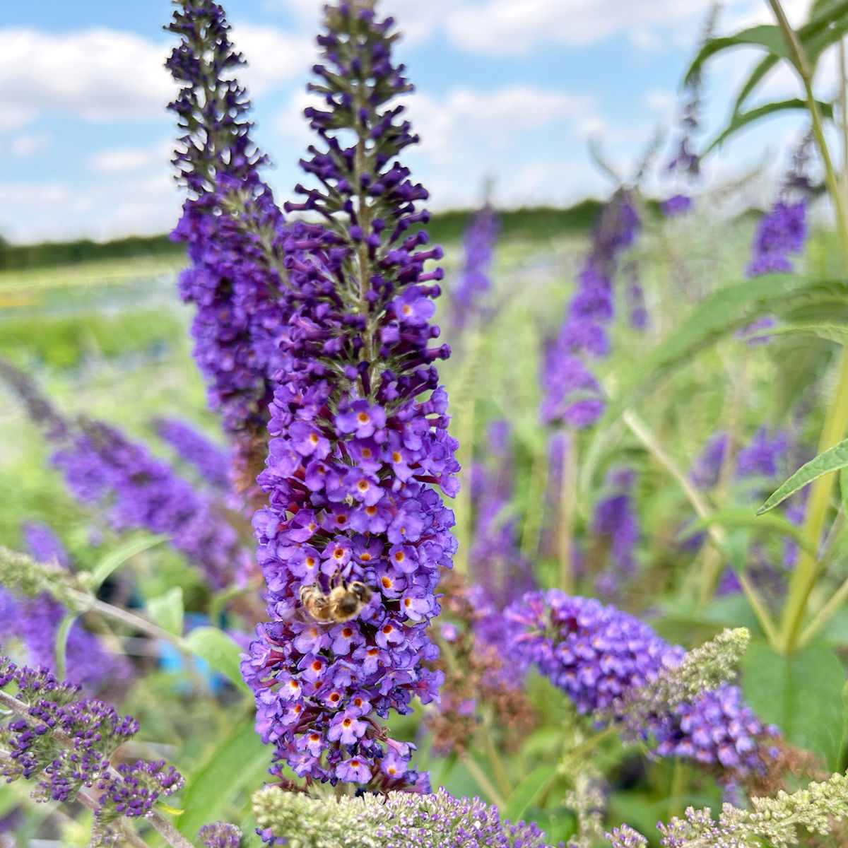 Sommerflieder, Buddleja davidii 'Empire Blue', blauviolett, Topf 5 lt.