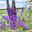 Sommerflieder, Buddleja davidii 'Empire Blue', blauviolett, Topf 5 lt.