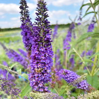 Sommerflieder, Buddleja davidii 'Empire Blue', blauviolett, Topf 5 lt.