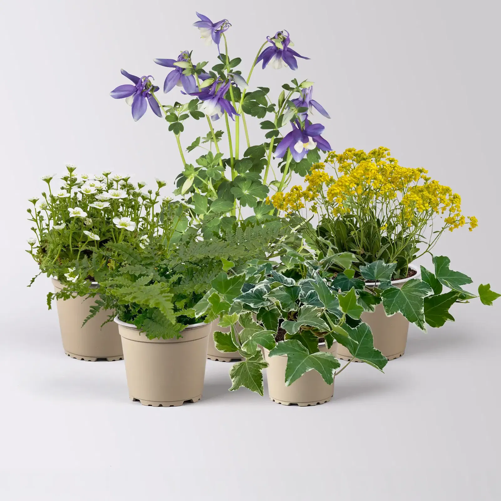 Balkonpflanzen-Set Balkonpflanzen-Set