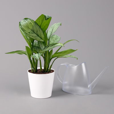 Aglaonema 'Maria Christina', mit Übertopf Dallas weiß, Topf-Ø 12 cm Aglaonema 'Maria Christina', mit Übertopf Dallas weiß, Topf-Ø 12 cm