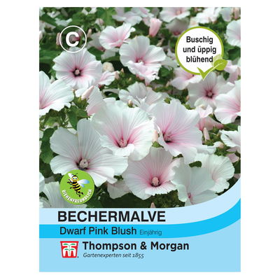 Bechermalve (Lavatera trimestris) Dwarf Pink Blush / einjährig 
