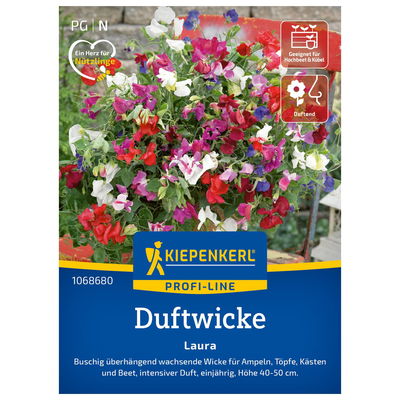 Blumensamen, Duftwicke 'Laura', lila & rot