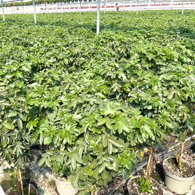 Gewürzrinde, gelb, Stamm, Topf-Ø 33, Höhe ca. 150 cm