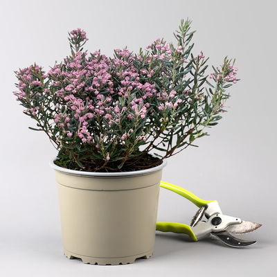 Rosmarinheide, Andromeda polifolia 'Blue Ice', rosa, Topf-Ø 17 cm, 2 Pflanzen