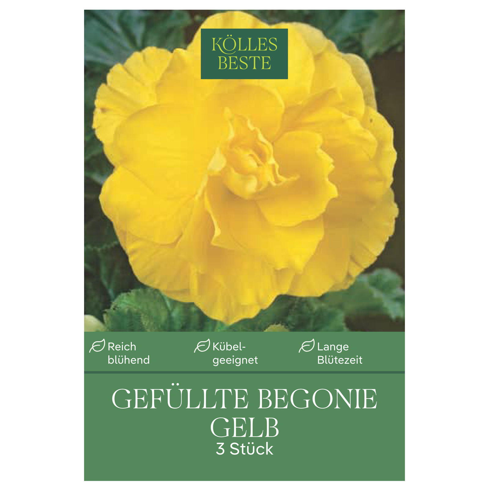 Kölles Beste Blumenknollen, Gefüllte Begonie 'Gelb'