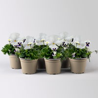 Frühlingmix, weiß, Topf-Ø 13 cm, 6 Pflanzen Frühlingmix, weiß, Topf-Ø 13 cm, 6 Pflanzen