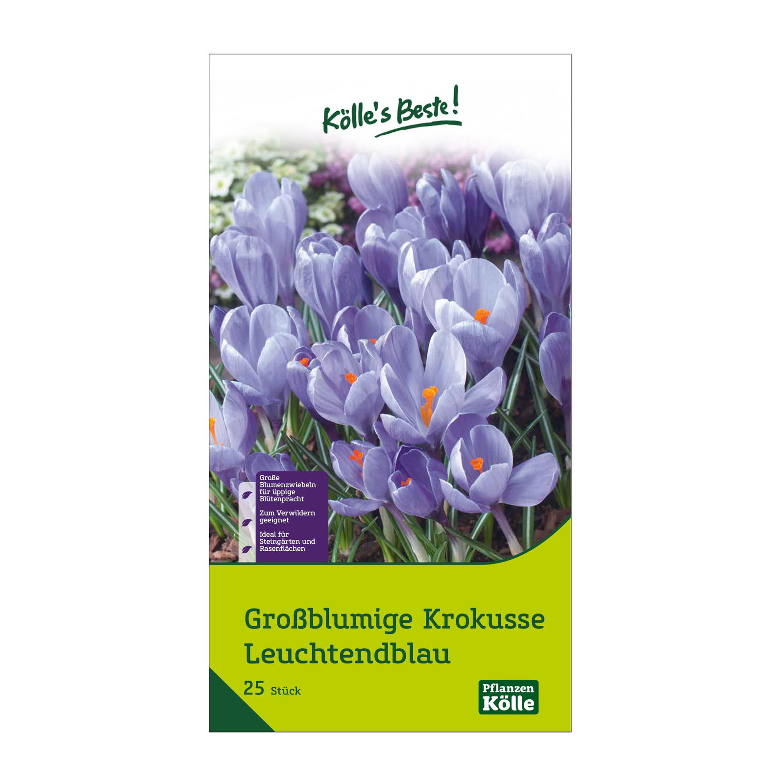 großblumige Krokusse leuchtend blau, 25 Blumenzwiebeln