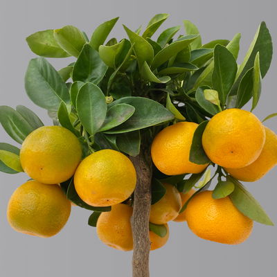 Calamondin, Mini-Stamm, Topf-Ø 15 cm Calamondin, Mini-Stamm, Topf-Ø 15 cm