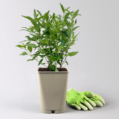 Bartblume 'Grand Bleu'® dunkelviolettblau, Topf-Inhalt 5 Liter