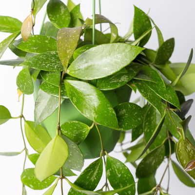 Hoya memoria, in Blumenampel, Topf-Ø 14 cm